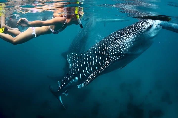 Oslob Whale Shark Swim & Kawasan Canyoneering: One-Day Adventure from Cebu photo 2