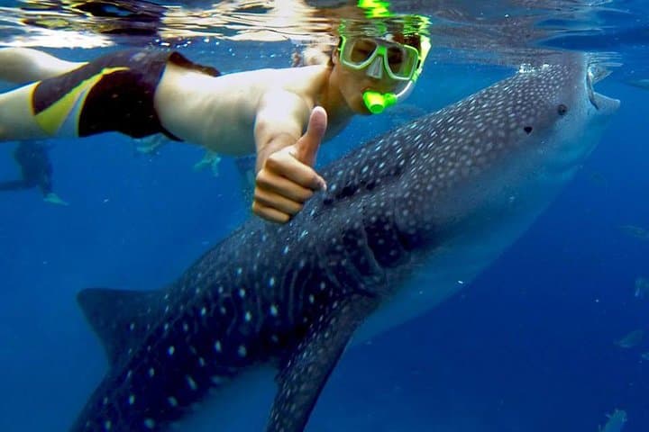 Oslob Whale Shark Swim & Kawasan Canyoneering: One-Day Adventure from Cebu photo 5