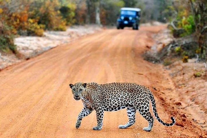 Yala Full-Day Safari in a Private Jeep with Picnic Lunch photo 2