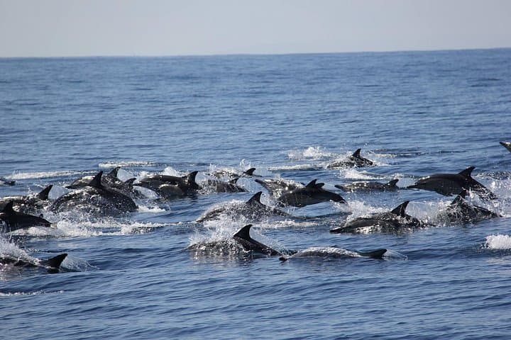 Swim with Wild Dolphins in Tauranga — Bay of Plenty Dolphin Encounters