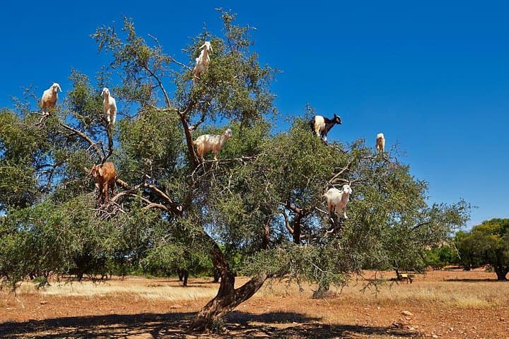 Essaouira Day Trip from Marrakech: Private Full-Day Tour to the Atlantic Coast photo 4