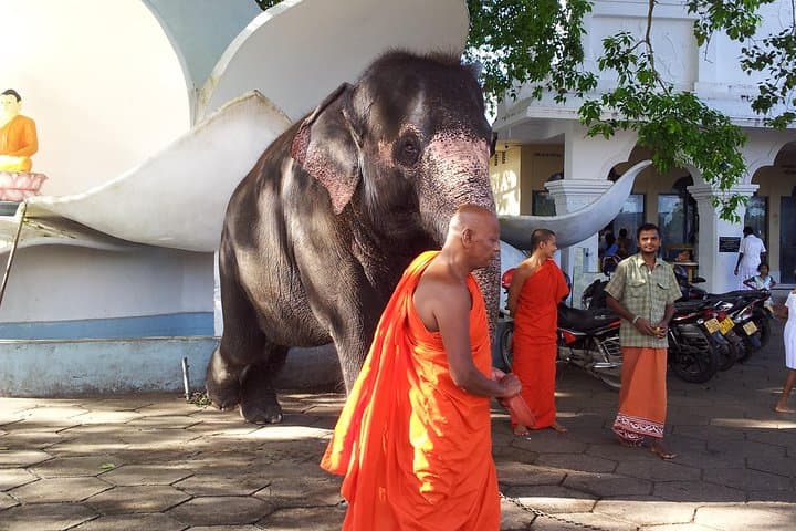 Galle Day Tour from Bentota — Fort, River Safari & Turtle Hatchery