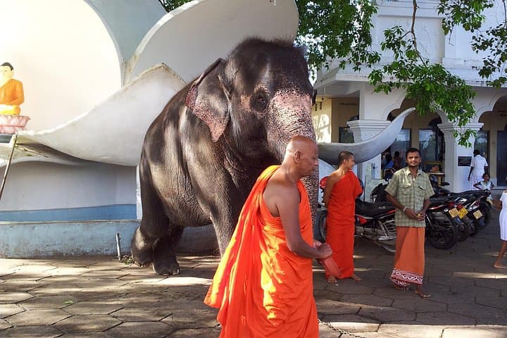 Galle Day Tour from Bentota — Fort, River Safari & Turtle Hatchery photo 2