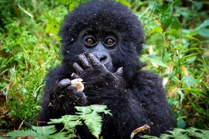 2-Day Mountain Gorilla Safari in Rwanda: Volcanoes National Park Trekking Adventure
