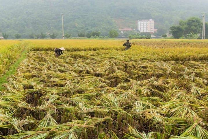 mai-chau-to-pu-luong-3-day-trek-homestay-from-hanoi photo 4