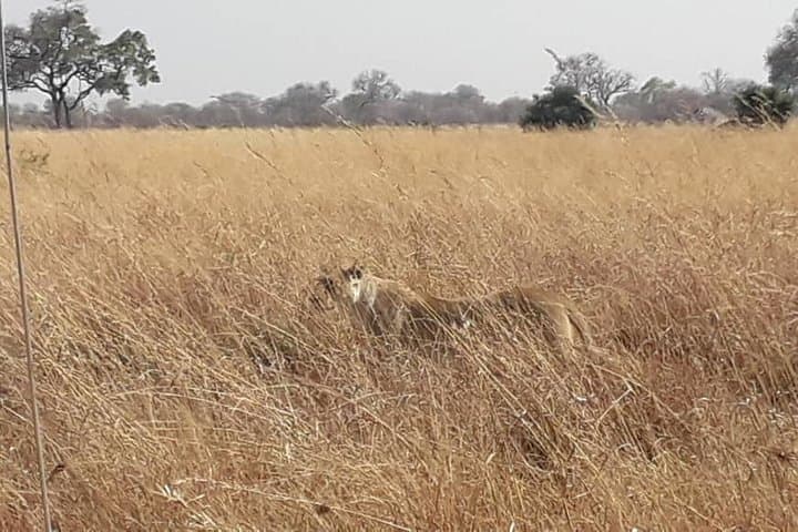 3-Day Central Kalahari Game Reserve Safari from Maun photo 4