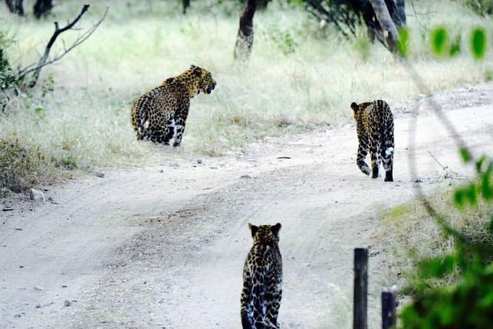 Jhalana Leopard Park Safari: Private Jeep Safari & Off‑Roading from Jaipur photo 3