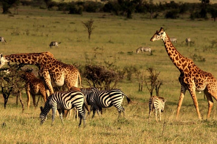Explore Nairobi National Park and Giraffe Center: A Private Morning Safari Experience photo 3
