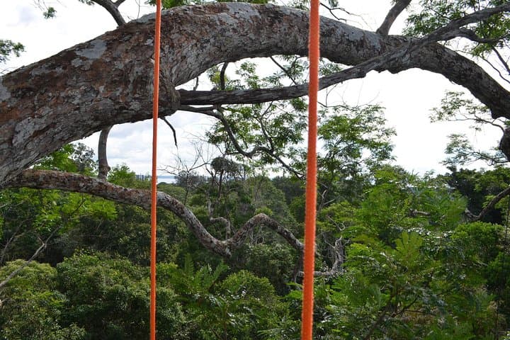 40-Meter Angelim Tree Climb in the Amazon (Manaus) photo 3