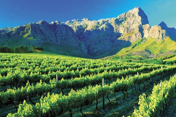Luxury Cape Winelands Wine Tour with Lunch — Stellenbosch, Franschhoek & Paarl photo 3