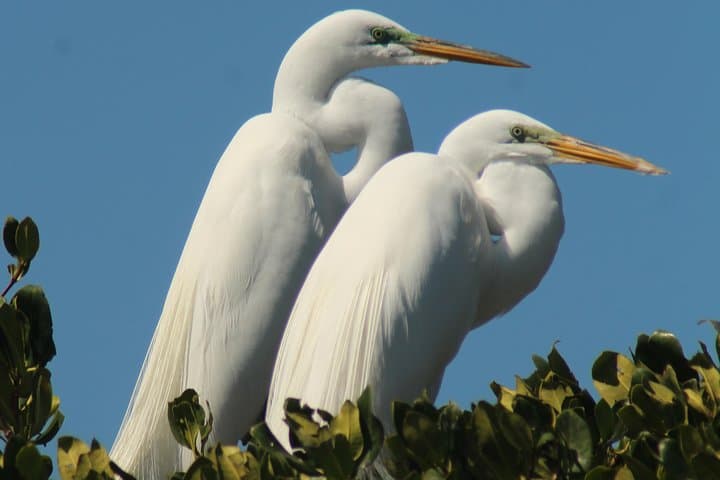 Boat-Assisted Kayak & Beach Walk: Everglades Eco Tour from Everglades City photo 5