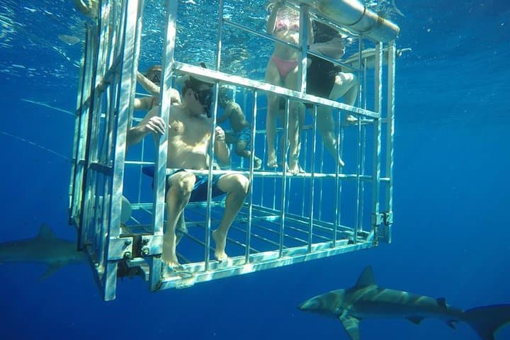 Oahu Shark Cage Dive Off Haleiwa Harbor — North Shore Shark Encounter photo 4