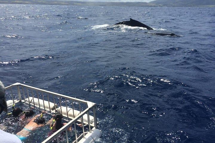 Oahu Shark Cage Dive Off Haleiwa Harbor — North Shore Shark Encounter photo 5