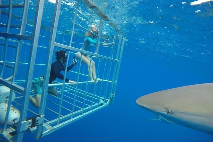 Oahu Shark Cage Dive Off Haleiwa Harbor — North Shore Shark Encounter photo 2