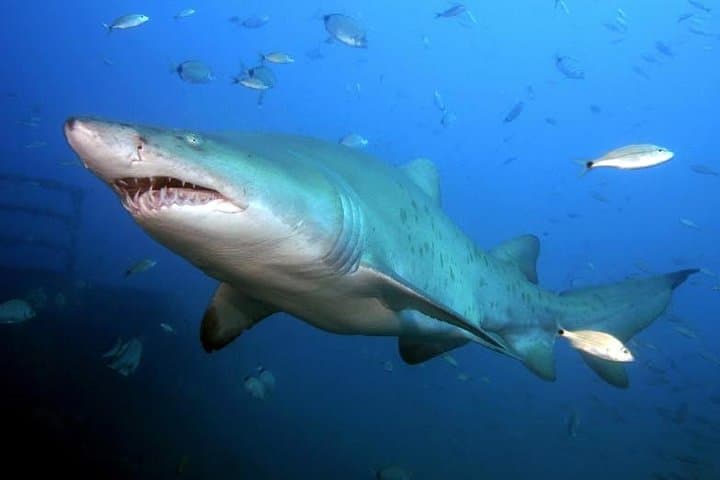 Oahu Shark Cage Dive Off Haleiwa Harbor — North Shore Shark Encounter photo 6