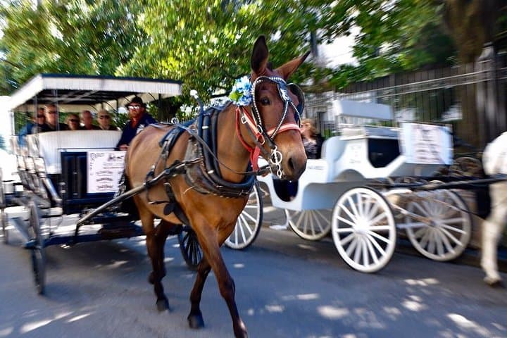 Mule-Drawn Carriage Ride Through New Orleans’ French Quarter photo 2