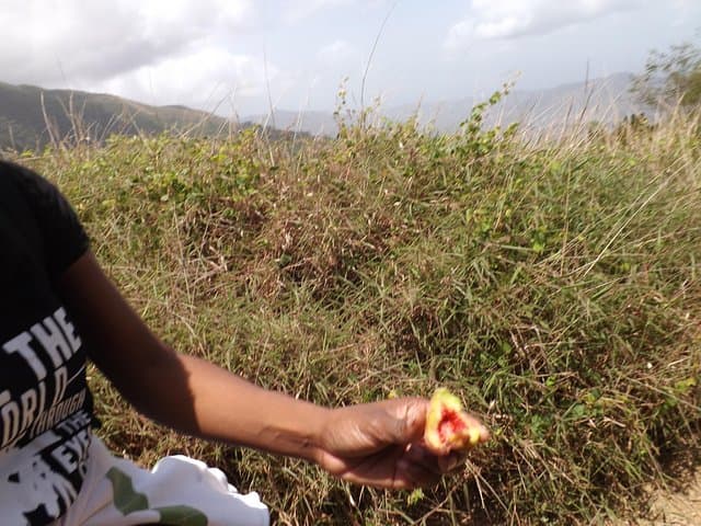 Blue Mountain Peak Hike from Kingston — Scenic Day Trek to Jamaica's Highest Point photo 5
