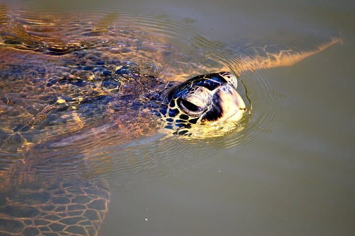 Glow Stand Up Paddle at Twilight — Haleiwa Bay Sunset SUP Experience photo 3