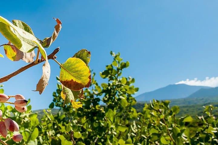 Private Mount Etna crater walk with Bronte pistachio farm lunch
