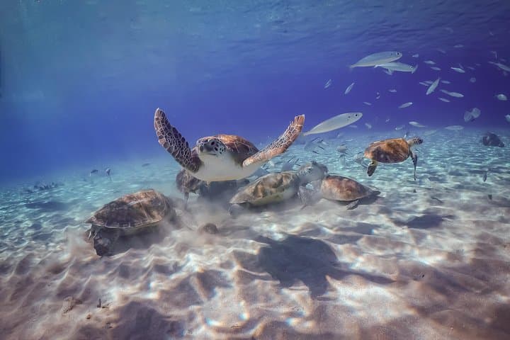 Curacao West Coast Day Tour: Hato Caves, Turtle Snorkel & Playa Kalki