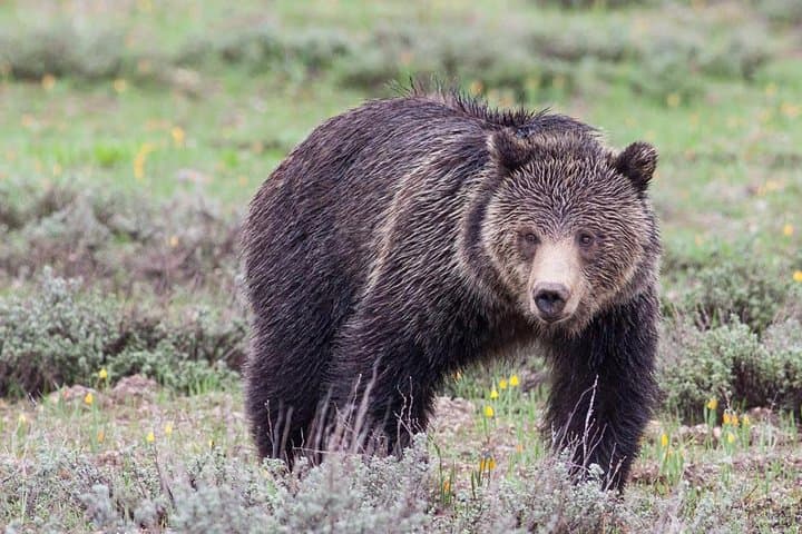 Half-Day Wildlife Safari in Grand Teton National Park — Morning & Afternoon Tours from Jackson Hole