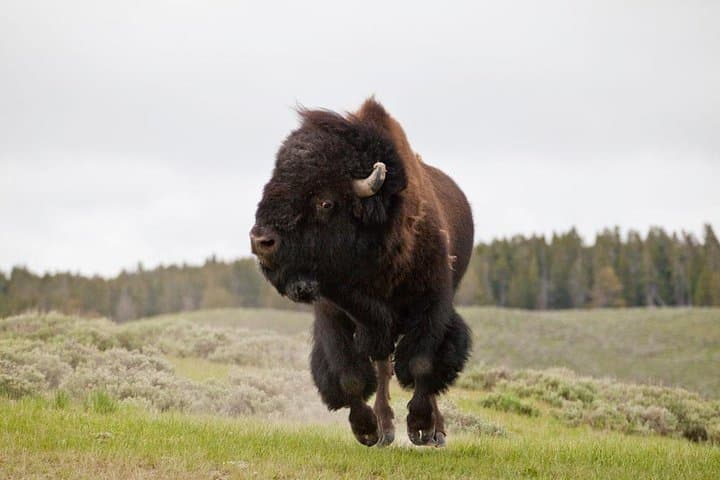 Best of Yellowstone — Full-Day Guided Wildlife Safari from Jackson Hole photo 2