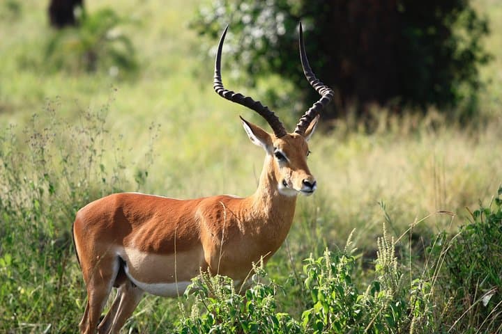 3-Day Masai Mara Safari from Nairobi — Daily Group Departures photo 3