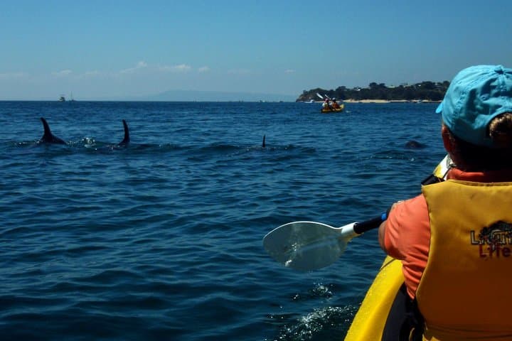 Mornington Peninsula Kayak Tour — Paddle the Point Nepean Dolphin Sanctuary photo 5