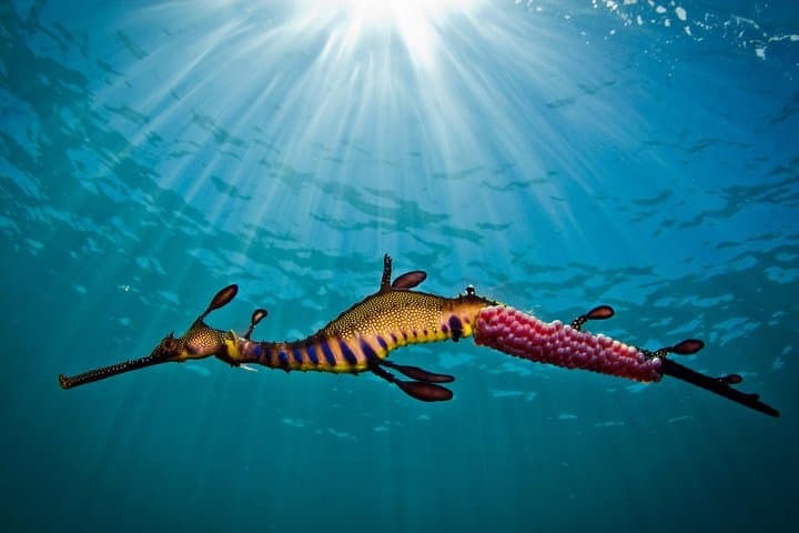 Snorkel with Weedy Sea Dragons in Port Phillip Bay — Mornington Peninsula