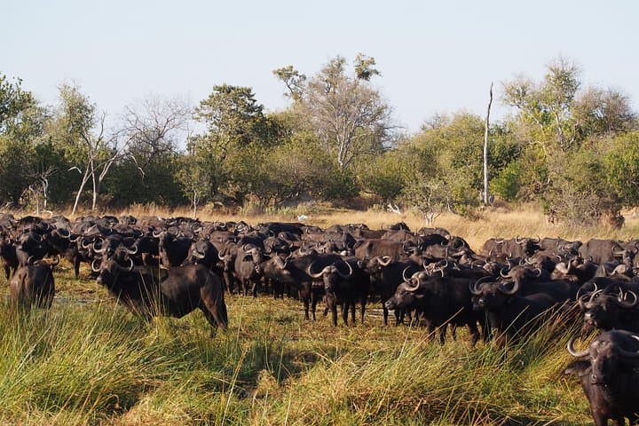 Buffalo Safari 8 Nights 9 Days — Chobe, Savuti, Moremi & Okavango Camping Safari