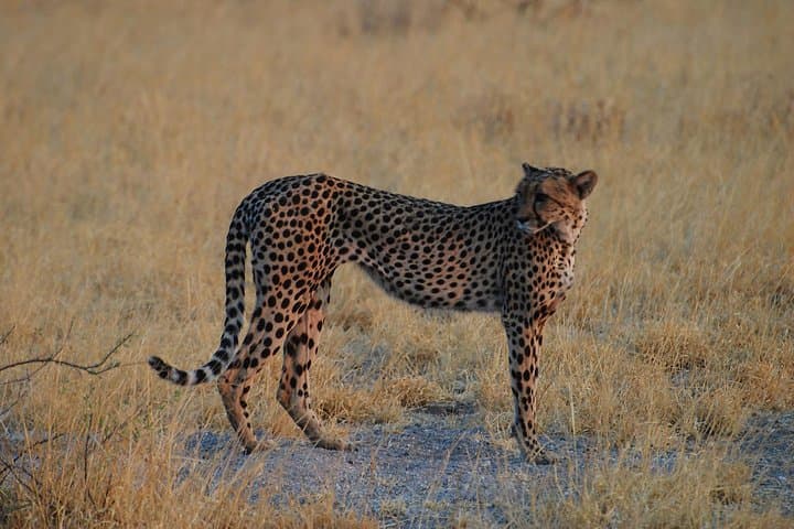 Buffalo Safari 8 Nights 9 Days — Chobe, Savuti, Moremi & Okavango Camping Safari photo 2