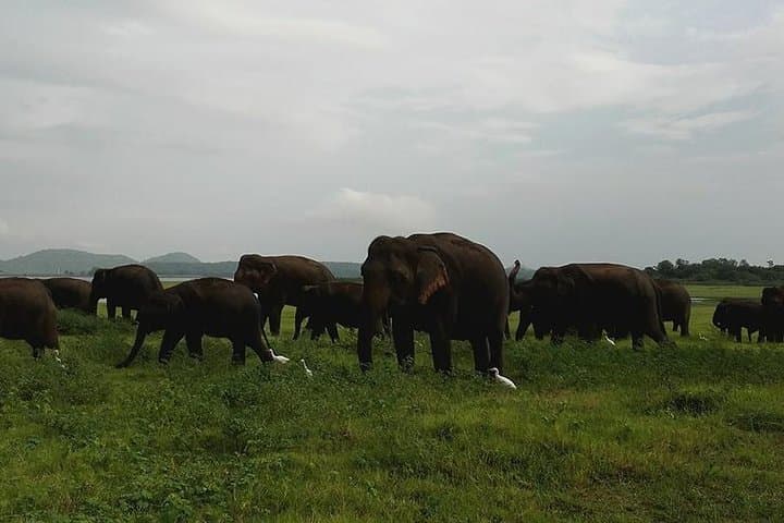 Sigiriya and Minneriya Safari from Ella: Climb Lion Rock and Witness the Elephant Gathering photo 2