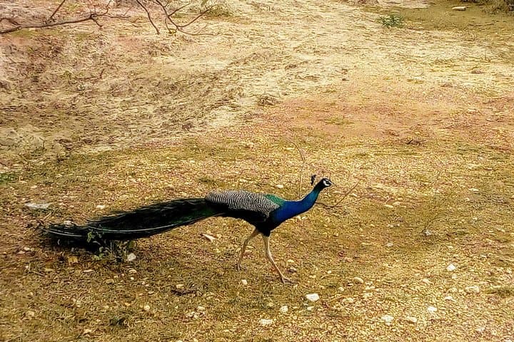 Sri Lanka 14-Day Private Sightseeing Tour: Beaches, Tea Hills & Wildlife photo 6