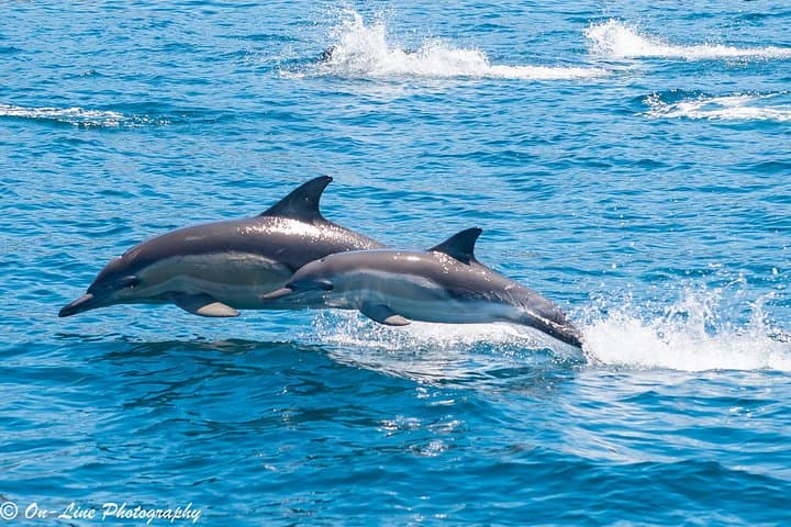 Maria Island Cruise & Guided Walk: Wildlife, Convict History and Lunch from Triabunna photo 3