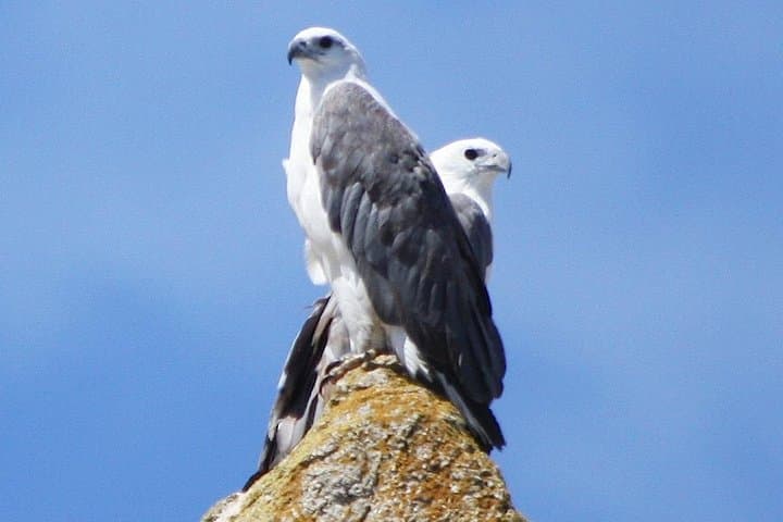 Maria Island Cruise & Guided Walk: Wildlife, Convict History and Lunch from Triabunna photo 4