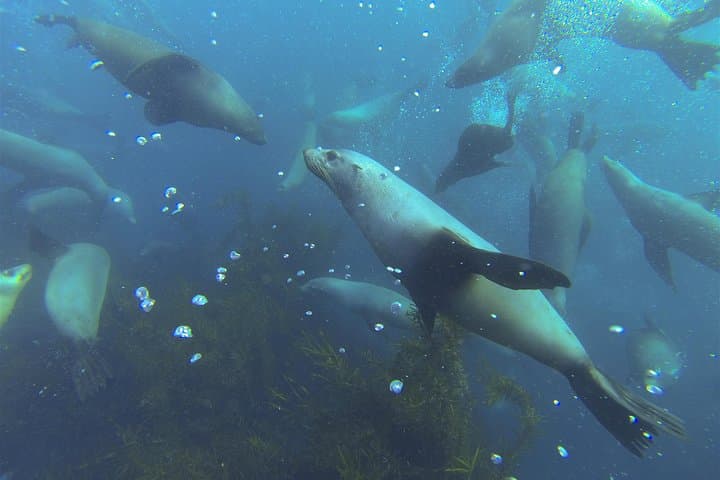 Maria Island Cruise & Guided Walk: Wildlife, Convict History and Lunch from Triabunna photo 6