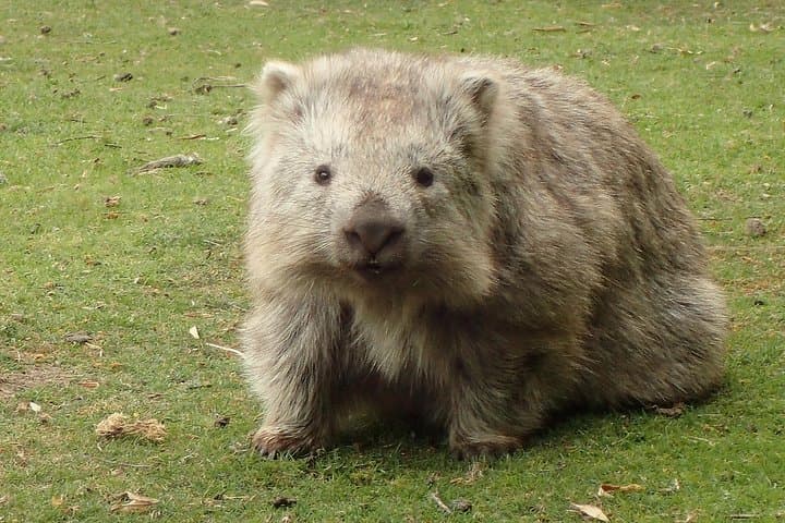 Maria Island Cruise & Guided Walk: Wildlife, Convict History and Lunch from Triabunna photo 5