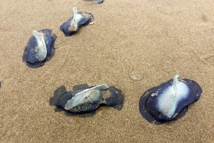 Cannon Beach Day Trip: Haystack Rock, Tide Pools & Old-Growth Trails from Portland photo 4