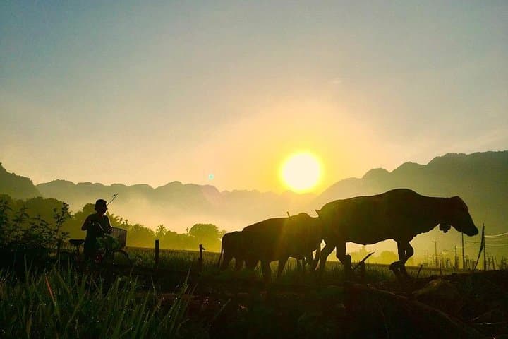 Mai Chau Valley 2-Day Homestay & Trek from Hanoi — Rice Fields, Limestone Hills, 1,000-Step Cave