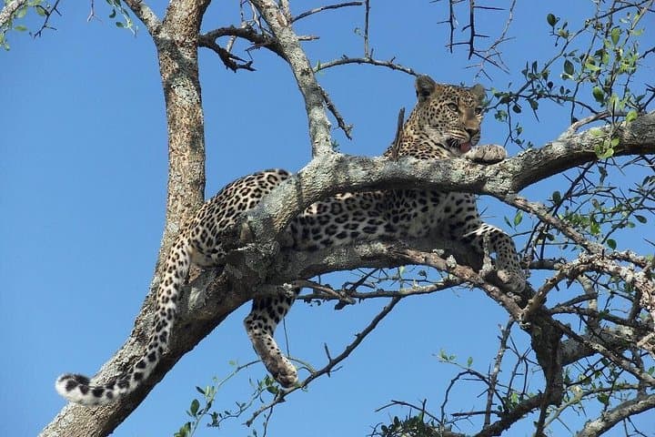3-Day Tarangire and Ngorongoro Safari: Crater Drives & Elephant Country