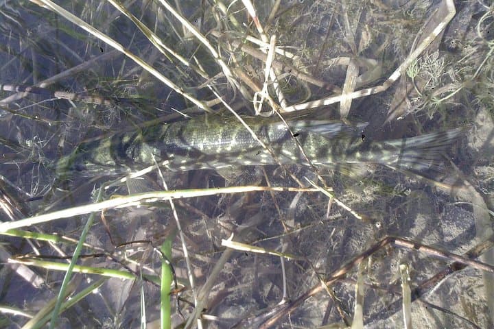 Morning Fishing in Provence: Pike, Carp & River Apéritif photo 4