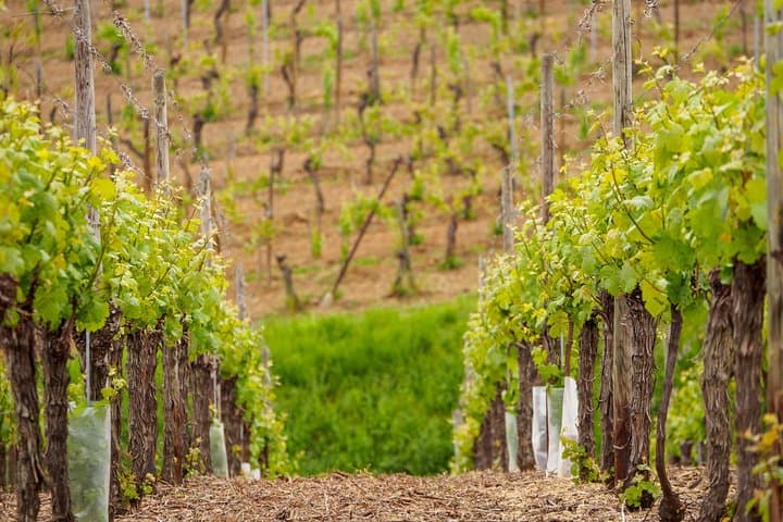 Alsace Day Tour from Colmar: Haut-Koenigsbourg, Riquewihr & Wine Route photo 2
