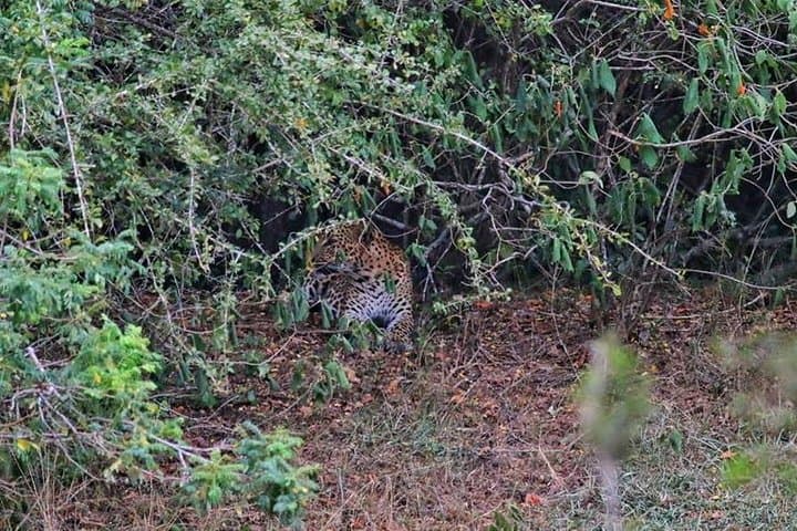 Wilpattu Safari from Negombo: Leopards, Willus & Wild Plains