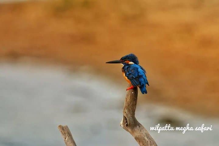 Wilpattu Safari from Negombo: Leopards, Willus & Wild Plains photo 2