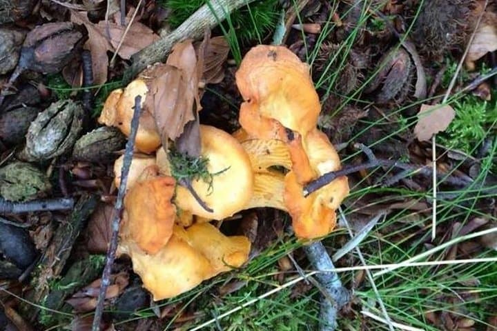 Mushroom Hunting in Provence's Luberon: Forage Ceps, Chanterelles & Black Trumpets photo 1