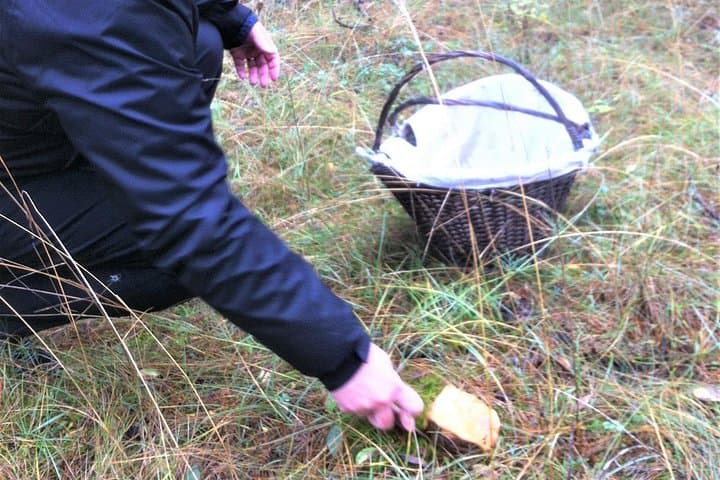 Mushroom Hunting in Provence's Luberon: Forage Ceps, Chanterelles & Black Trumpets photo 2