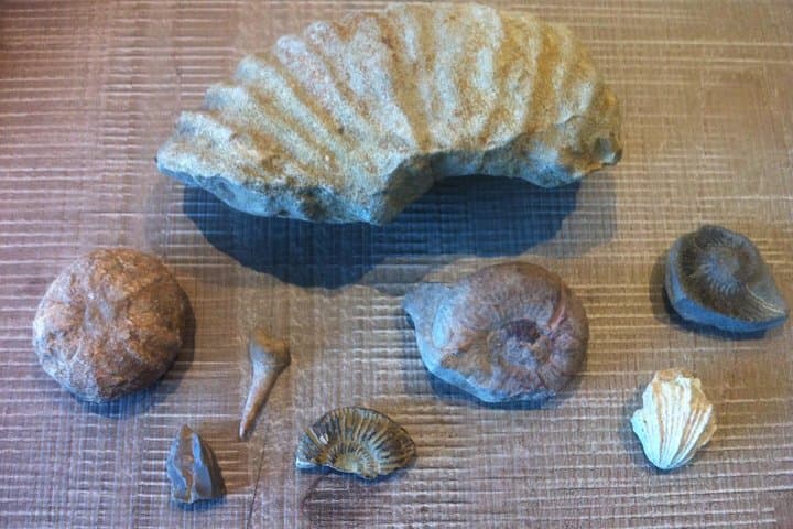 Foraging in Provence: Luberon Herb Walk, Fossils & Apéritif photo 3