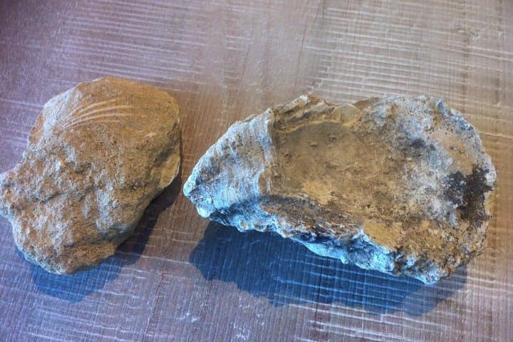 Foraging in Provence: Luberon Herb Walk, Fossils & Apéritif photo 5