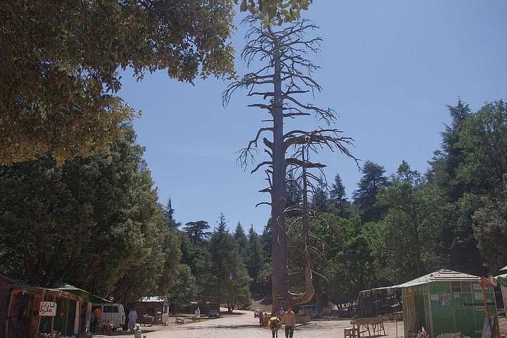 Middle Atlas Day Hike from Fez: Ifrane & Azrou Excursion