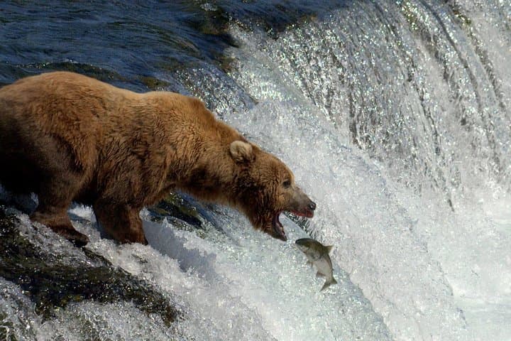 Float-Plane to Brooks Falls: Katmai Bear Viewing & Photography Guide